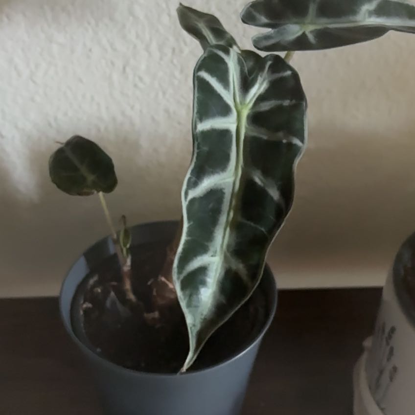 Photo of the plant species Alocasoia Amazonica 'Polly' by @LadyPukatea26 named Bro on Greg, the plant care app