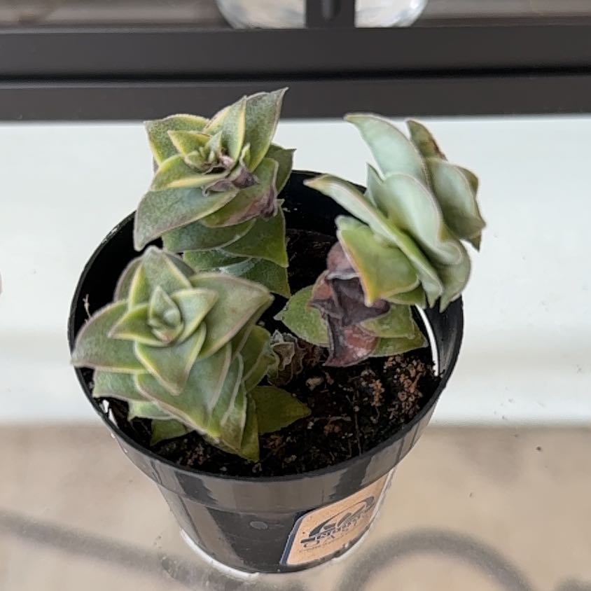 Photo of the plant species Variegated String of Buttons by @FamedDamsii1 named Marley on Greg, the plant care app
