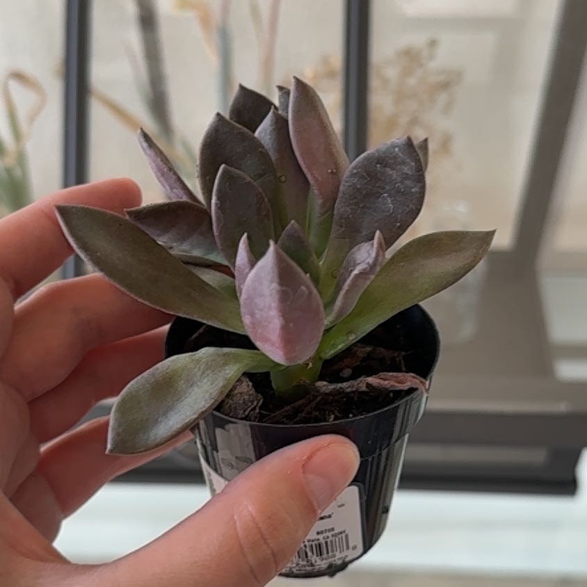 Photo of the plant species Graptoveria Juliana by @FamedDamsii1 named Leaf Erickson on Greg, the plant care app