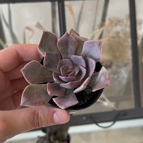 Photo of the plant species Graptoveria 'Francesca' by @FamedDamsii1 named Bruce Lee on Greg, the plant care app
