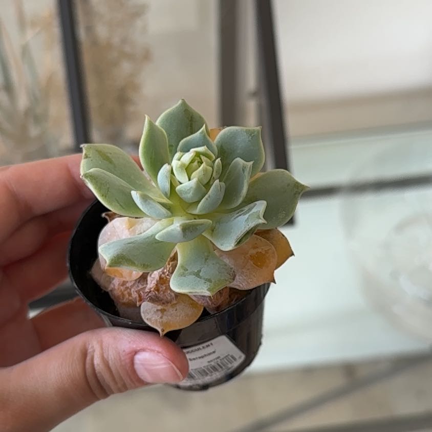 Photo of the plant species Echeveria 'Seraphina' by @FamedDamsii1 named Winston on Greg, the plant care app