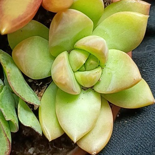 Photo of the plant species Crassula Orbicularis by @DeanDodder90 named Kobe on Greg, the plant care app