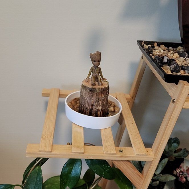 Photo of the plant species Wood Plant by @BabyNapaea22 named Gerard on Greg, the plant care app