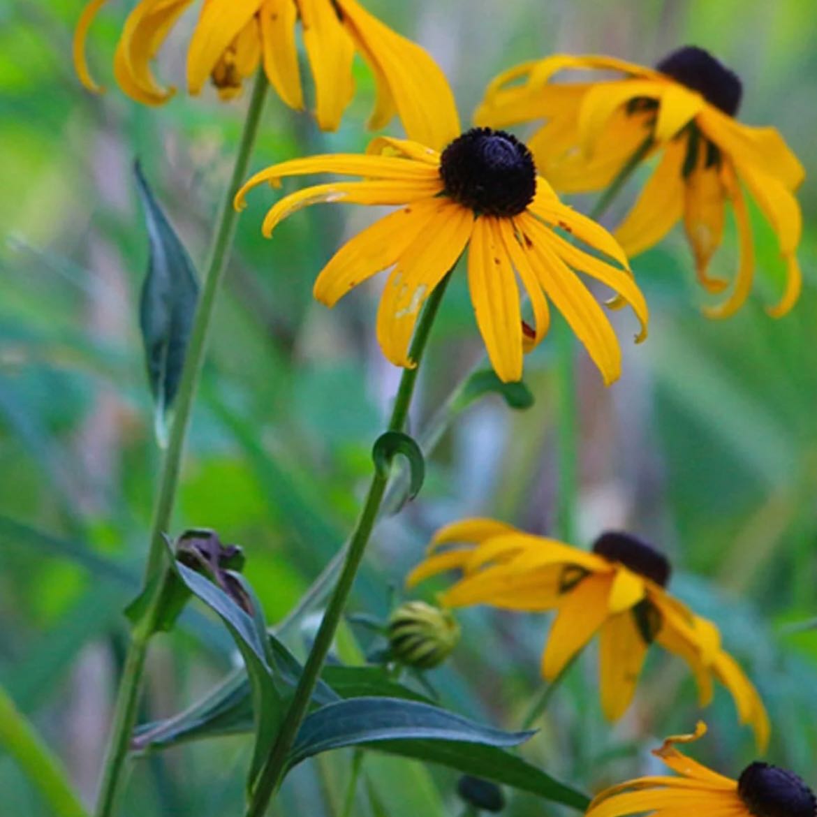Photo of the plant species Blackeyed Susan by @WarmZucchini71 named LiloStitch on Greg, the plant care app