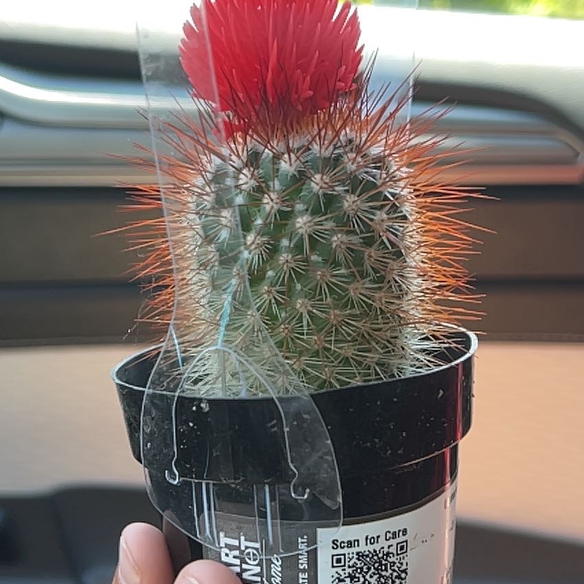 Photo of the plant species Cactus by @JocularPilea12 named Achilles on Greg, the plant care app