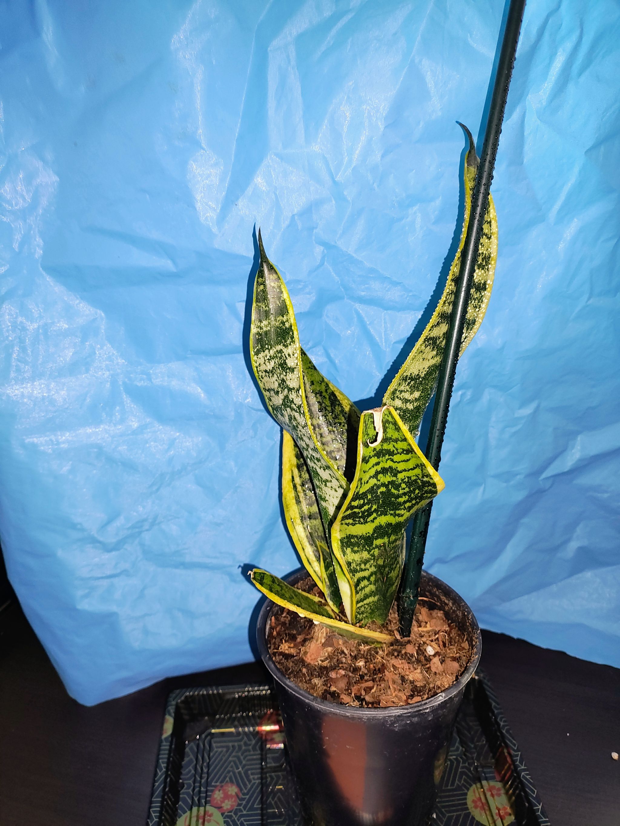 Photo from the post