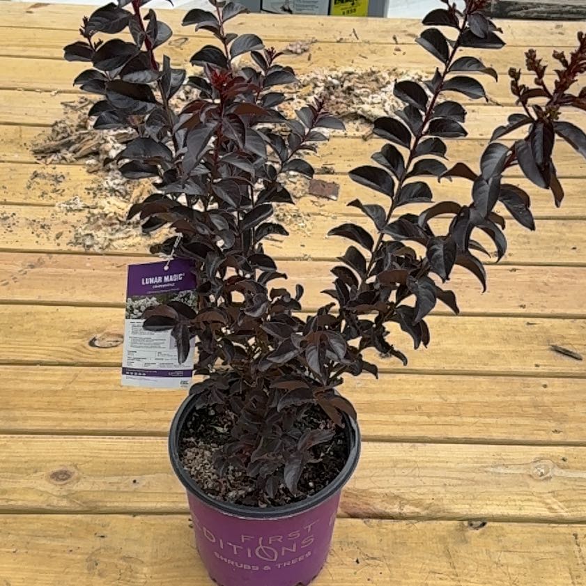 Photo of the plant species Lunar Magic Crape Myrtle by @EntrancingRimu3 named Ulysses S Plant on Greg, the plant care app