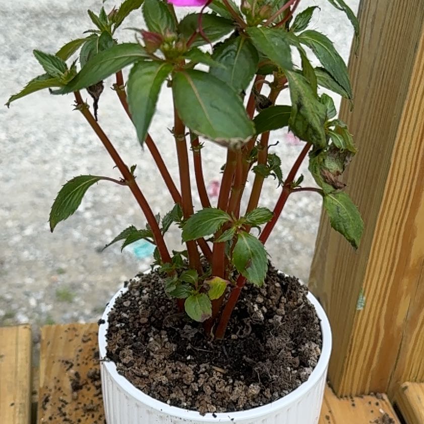 Photo of the plant species Balsam by @EntrancingRimu3 named Hamilton on Greg, the plant care app