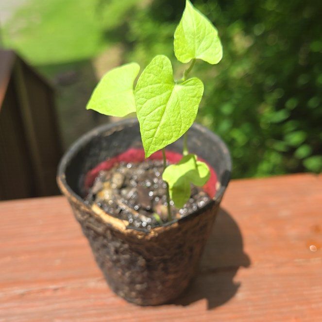 Photo of the plant species Morning Glory by @HighCanna9 named Marley on Greg, the plant care app