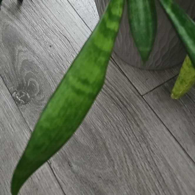 Photo of the plant species Monk Orchid by @ShiningViolet59 named Elle on Greg, the plant care app