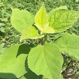 Photo of the plant species Hibiscus Moscheutos by @SocialPawpaw39 named Surya on Greg, the plant care app