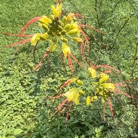 Photo of the plant species Bird-of-Paradise Shrub by @SocialPawpaw39 named Rainier on Greg, the plant care app