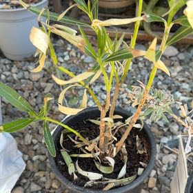 Photo of the plant species Oleander by @NewGreen38 named Ulysses S Plant on Greg, the plant care app