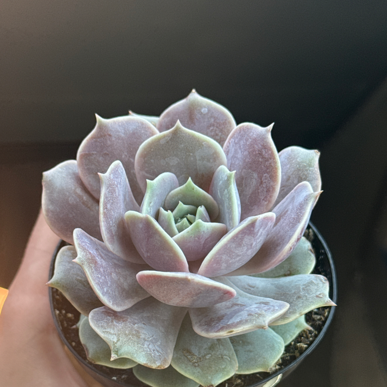 Photo of the plant species Echeveria 'Pink Diamond' by @CivilPansy92 named Delilah on Greg, the plant care app