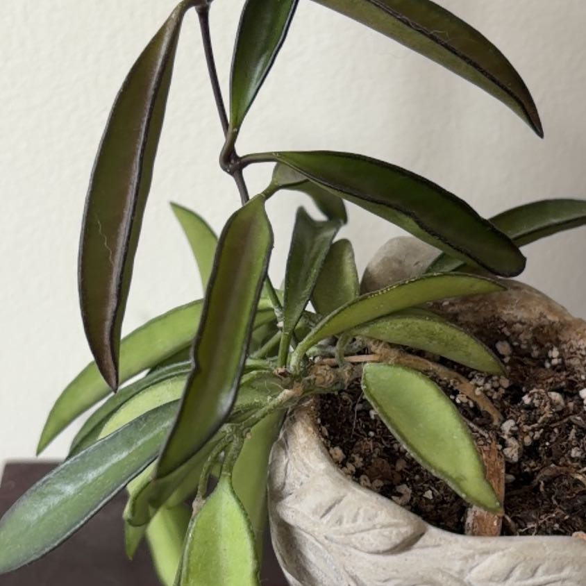 Photo of the plant species hoya wayeti by @HoyaHo named Coco on Greg, the plant care app
