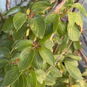 Photo of the plant species Hardy kiwi by @HoyaHo named Curie on Greg, the plant care app