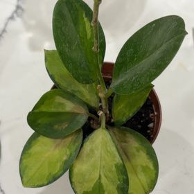 Photo of the plant species Hoya Tricolor by @HoyaHo named Delilah on Greg, the plant care app