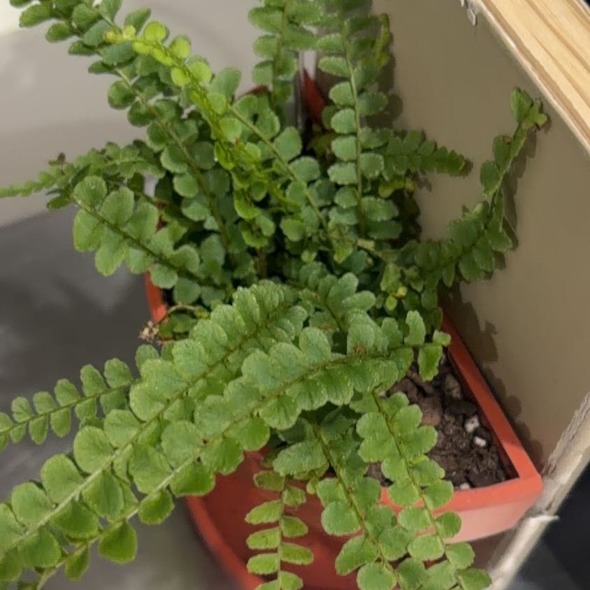 Photo of the plant species Lemon Button Fern by @HoyaHo named Mochi on Greg, the plant care app