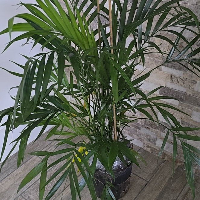 Photo of the plant species Cascade Palm by @VocalPalmier27 named Bruce Lee on Greg, the plant care app