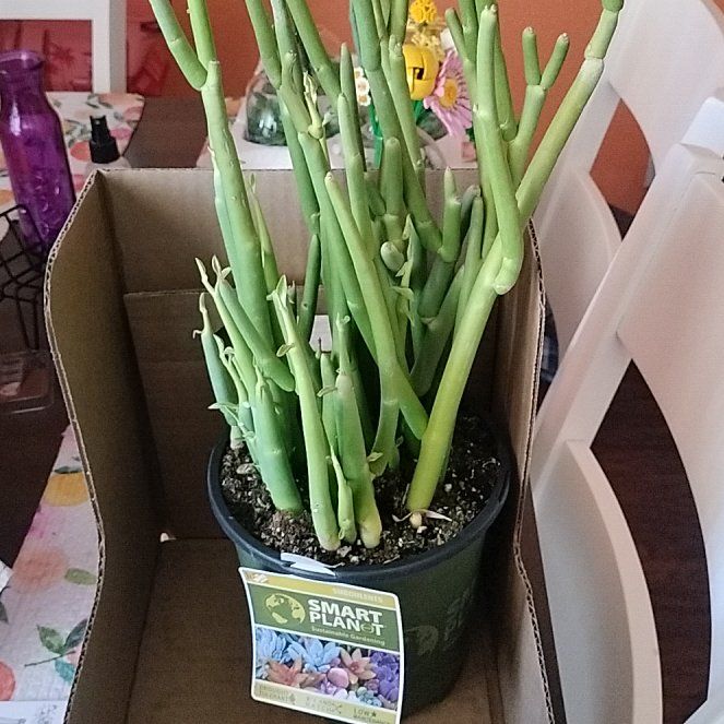 Photo of the plant species Slipper Plant by @BossPrasium79 named Fernie Saunders on Greg, the plant care app
