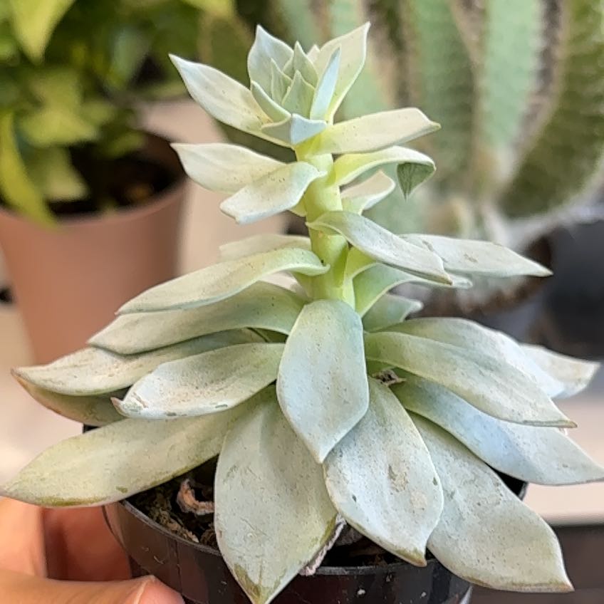 Photo of the plant species Peacock Echeveria by @YeahHoya9 named Fernie Saunders on Greg, the plant care app