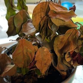 Photo of the plant species Mandevilla Sun Parasol Crimson by @GraciousBonsi54 named Michelle Branch on Greg, the plant care app