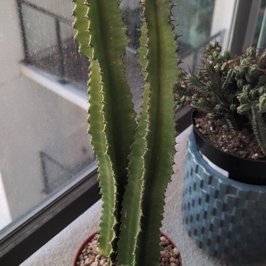 Photo of the plant species Euphorbia Ingens by @CopiousRose98 named Harmony on Greg, the plant care app
