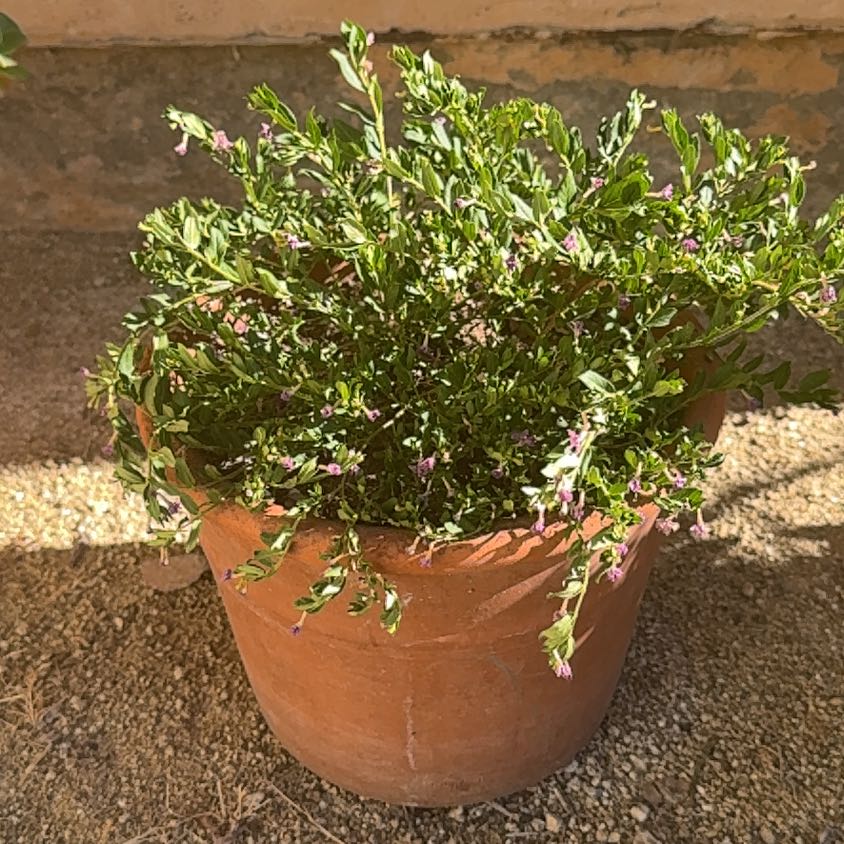 Photo of the plant species Mexican-Heather by @PetEmoryoak21 named Foxxy on Greg, the plant care app