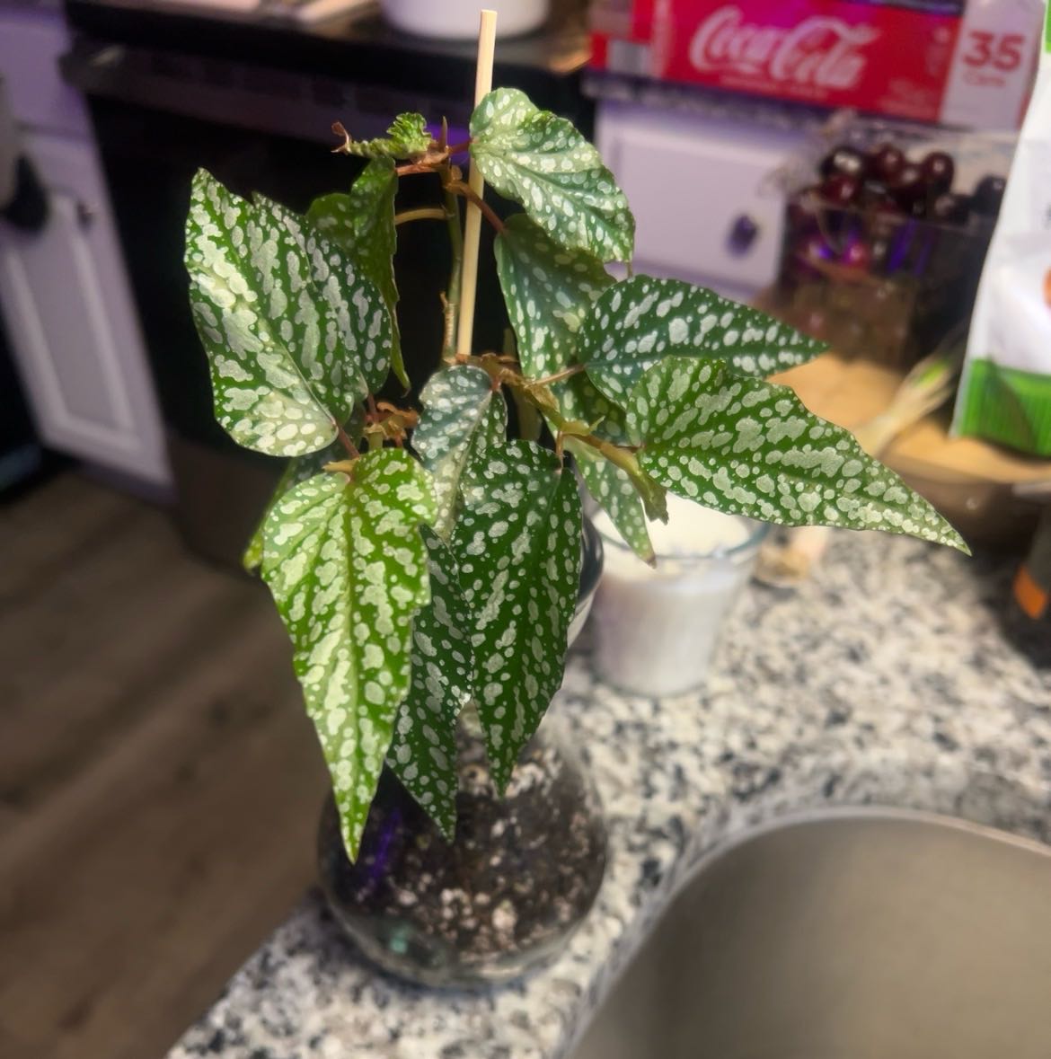 Photo of the plant species Begonia Medora by @YernAtom40 named Osmo on Greg, the plant care app