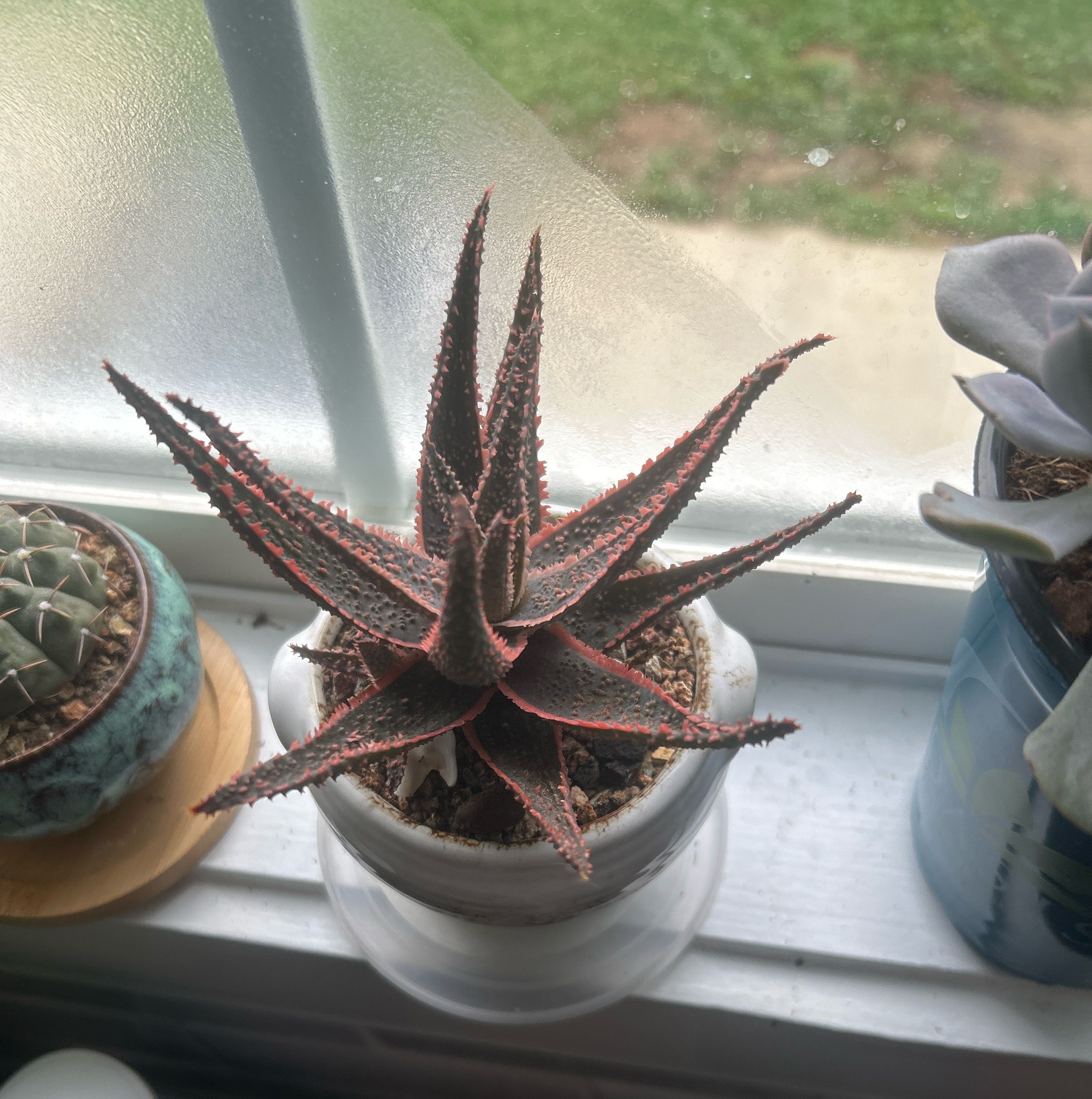Photo of the plant species Aloe 'Purple People Eater' by @YernAtom40 named Walt on Greg, the plant care app