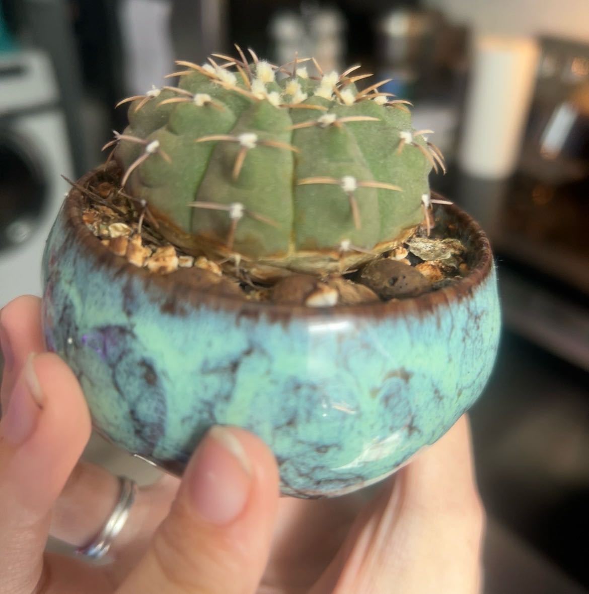 Photo of the plant species Assorted Gymnocalycium by @YernAtom40 named Gymnocalycium intermedium on Greg, the plant care app