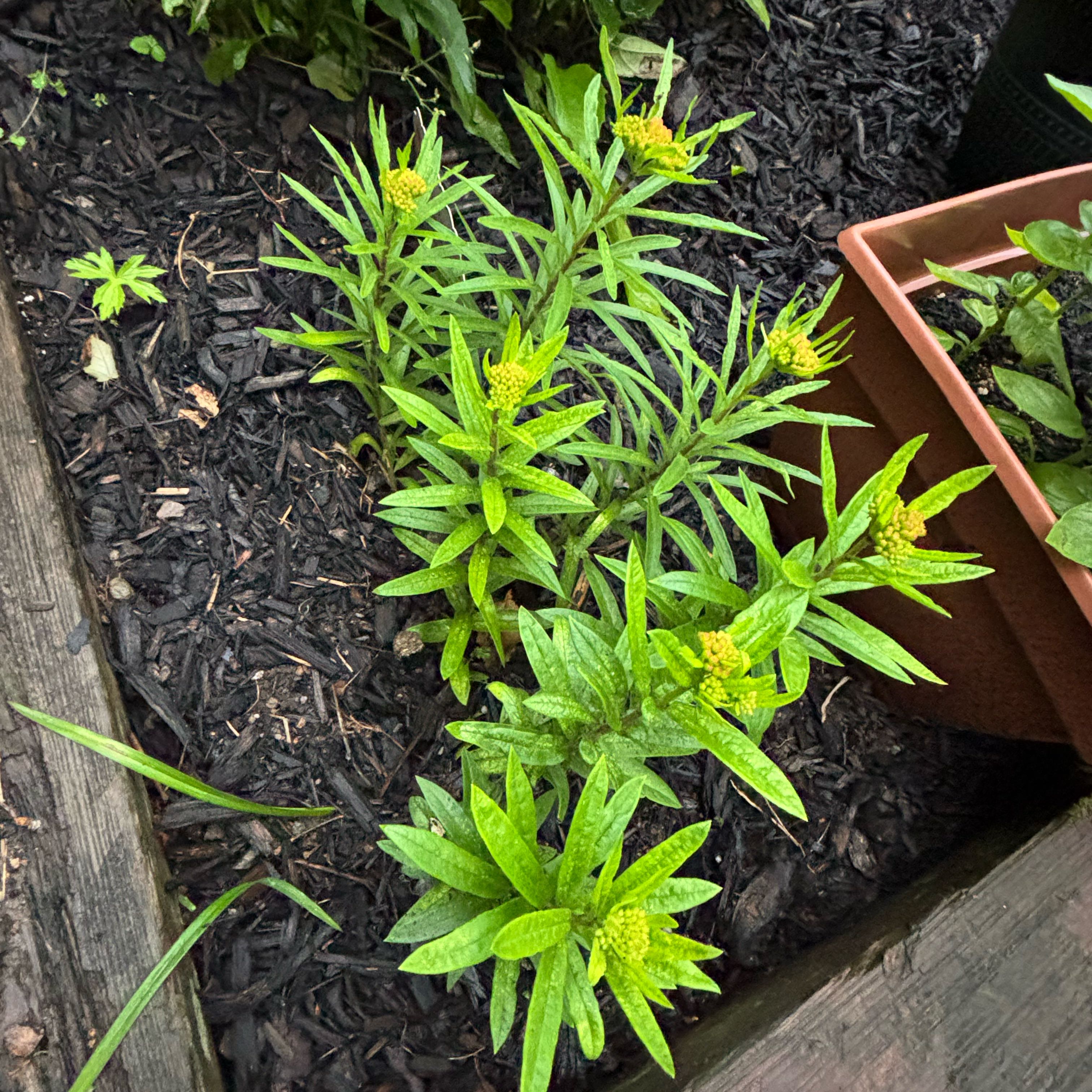 Photo of the plant species Butterfly Weed by @DivineNapaea52 named Kardashian on Greg, the plant care app
