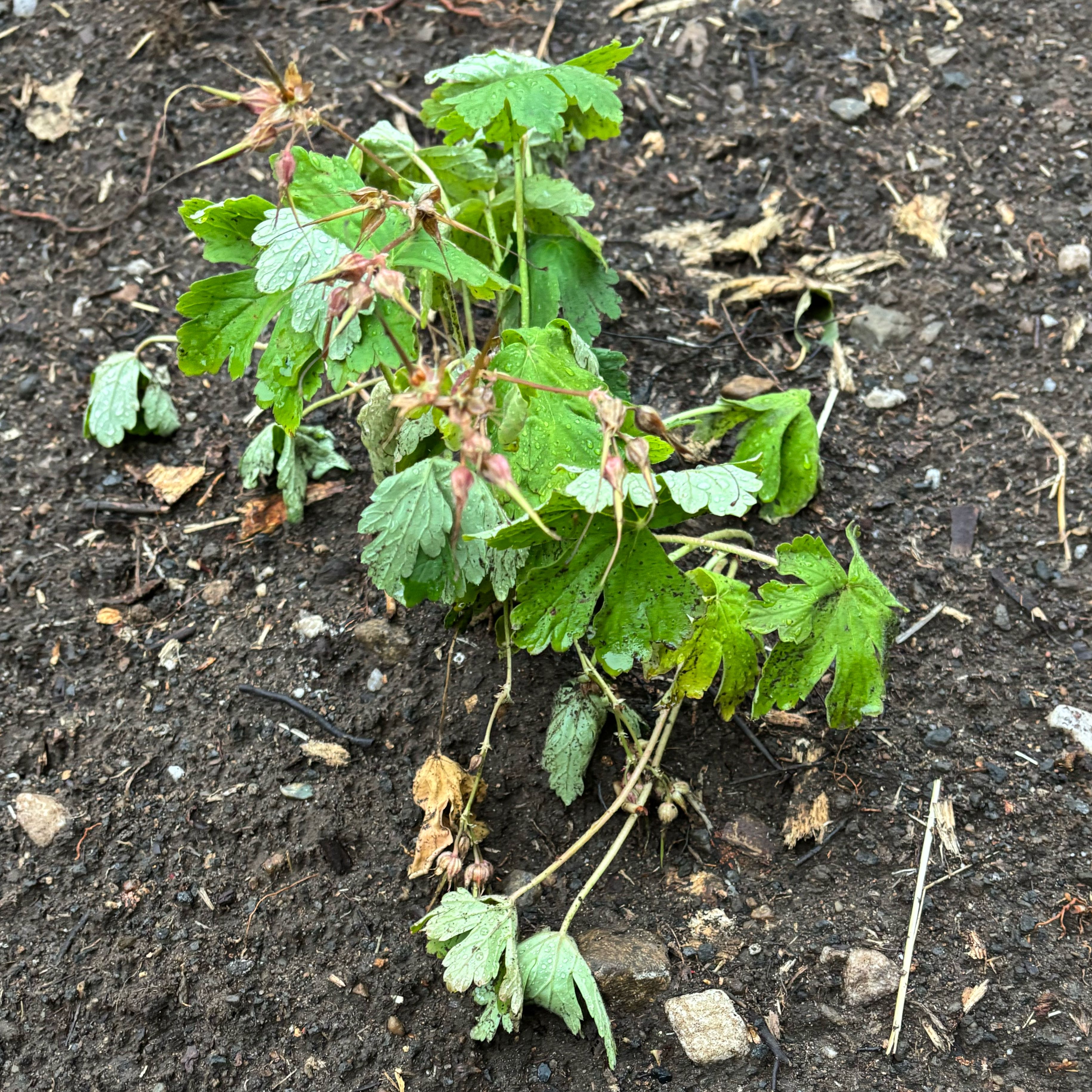 Photo of the plant species Bigroot Geranium by @DivineNapaea52 named Clooney on Greg, the plant care app