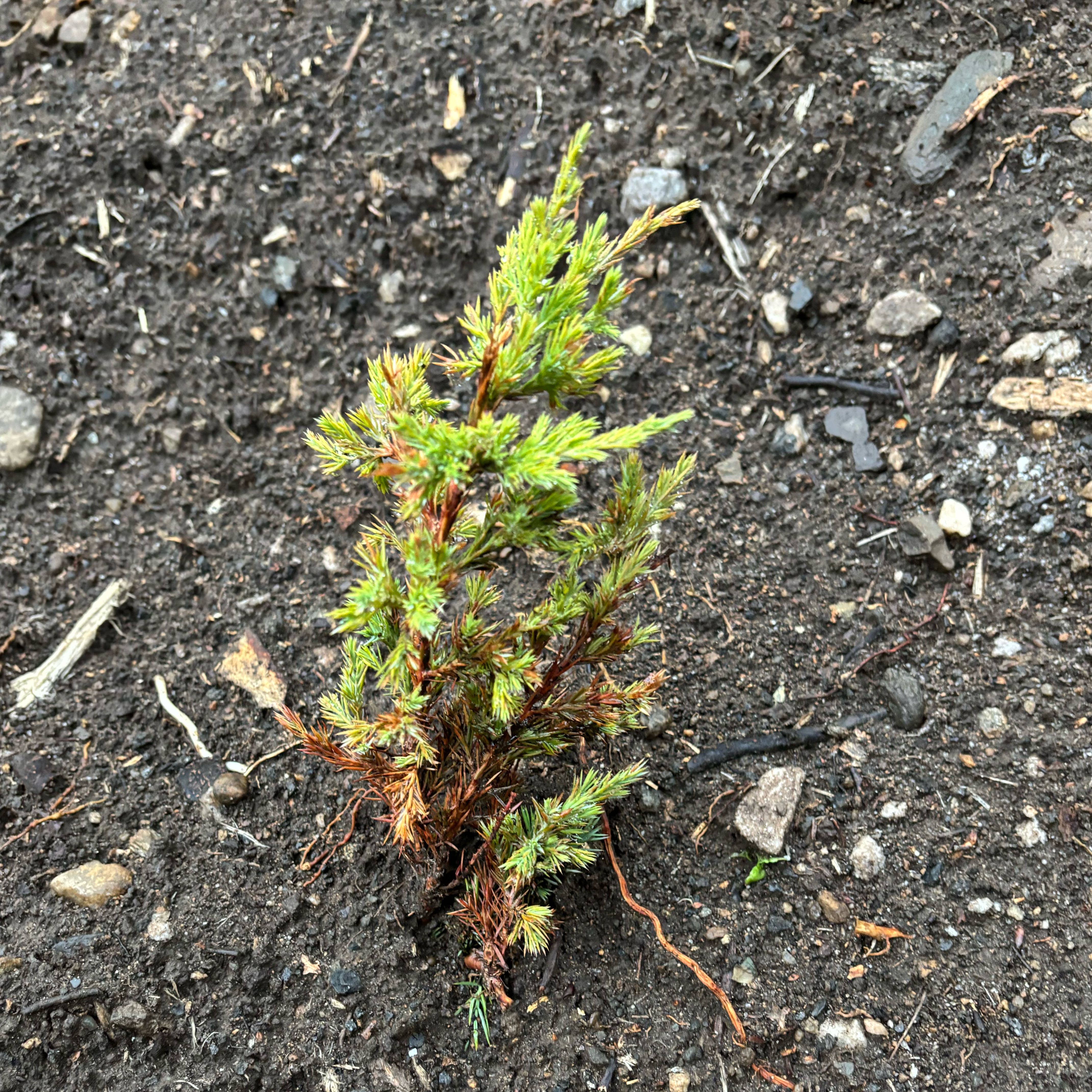 Photo of the plant species American Common Juniper by @DivineNapaea52 named Bigleef Smalls on Greg, the plant care app