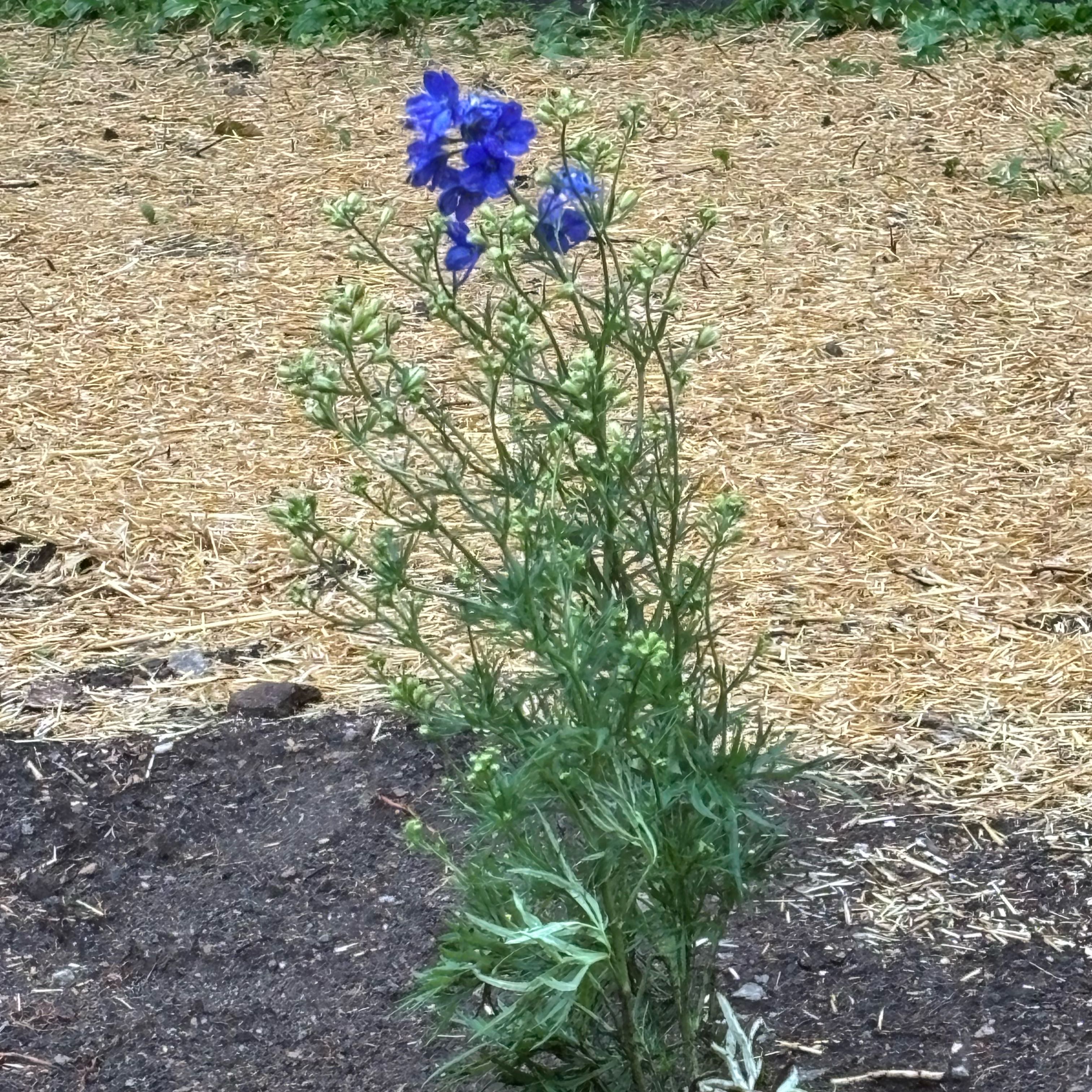 Photo of the plant species Siberian Larkspur by @DivineNapaea52 named Cleopatra on Greg, the plant care app