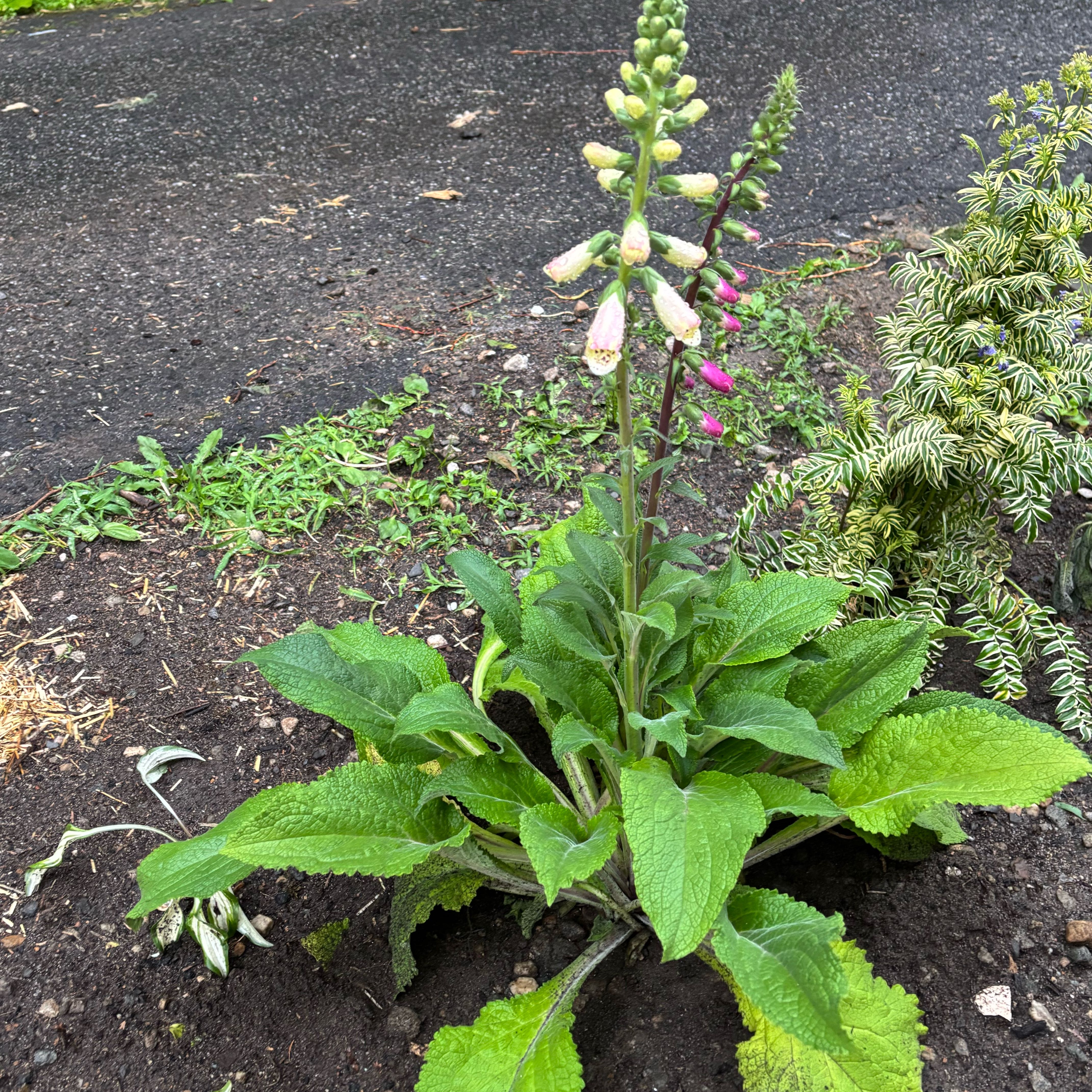 Photo of the plant species Digitalis Purpurea by @DivineNapaea52 named Sanders on Greg, the plant care app