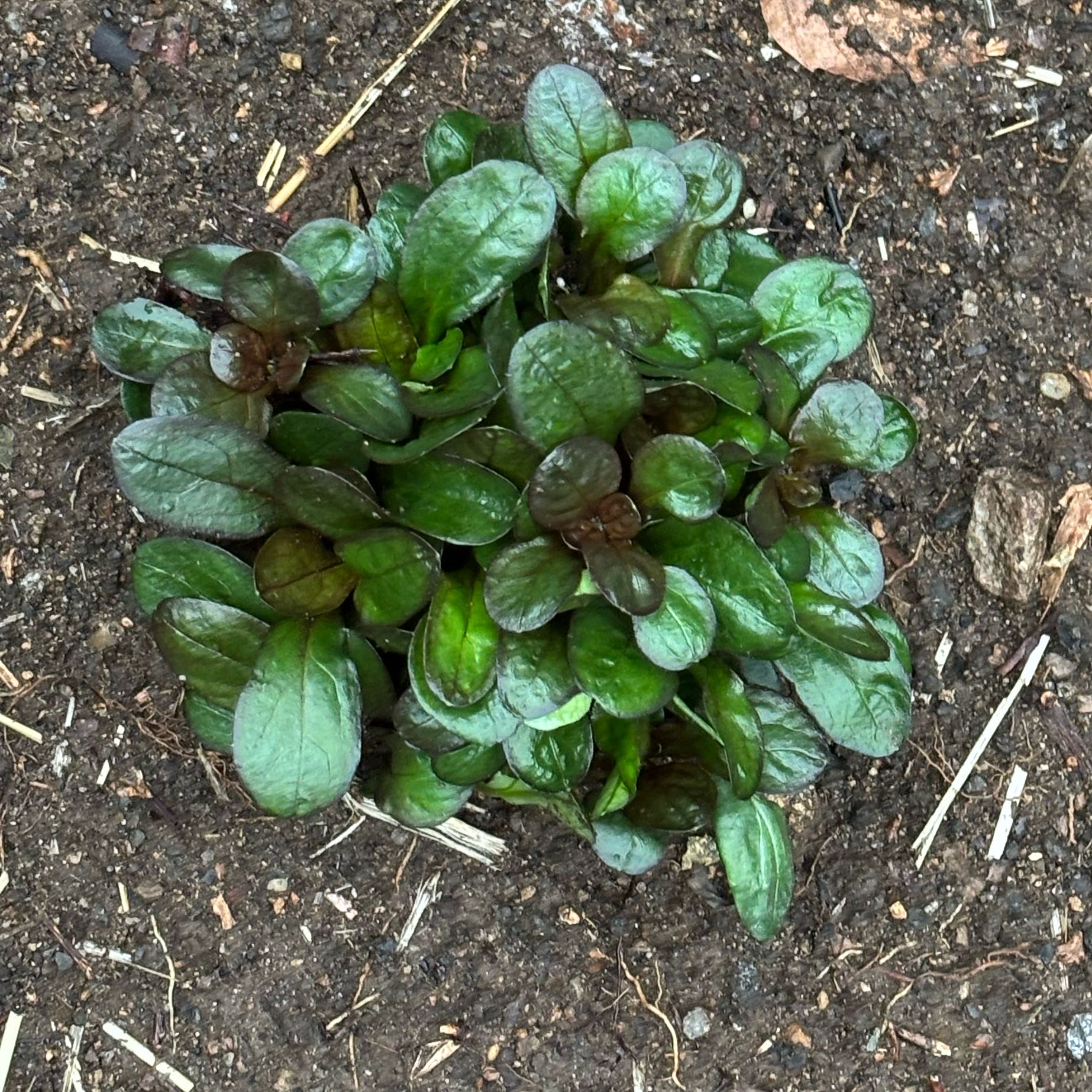 Photo of the plant species Blue Bugle by @DivineNapaea52 named Dax on Greg, the plant care app