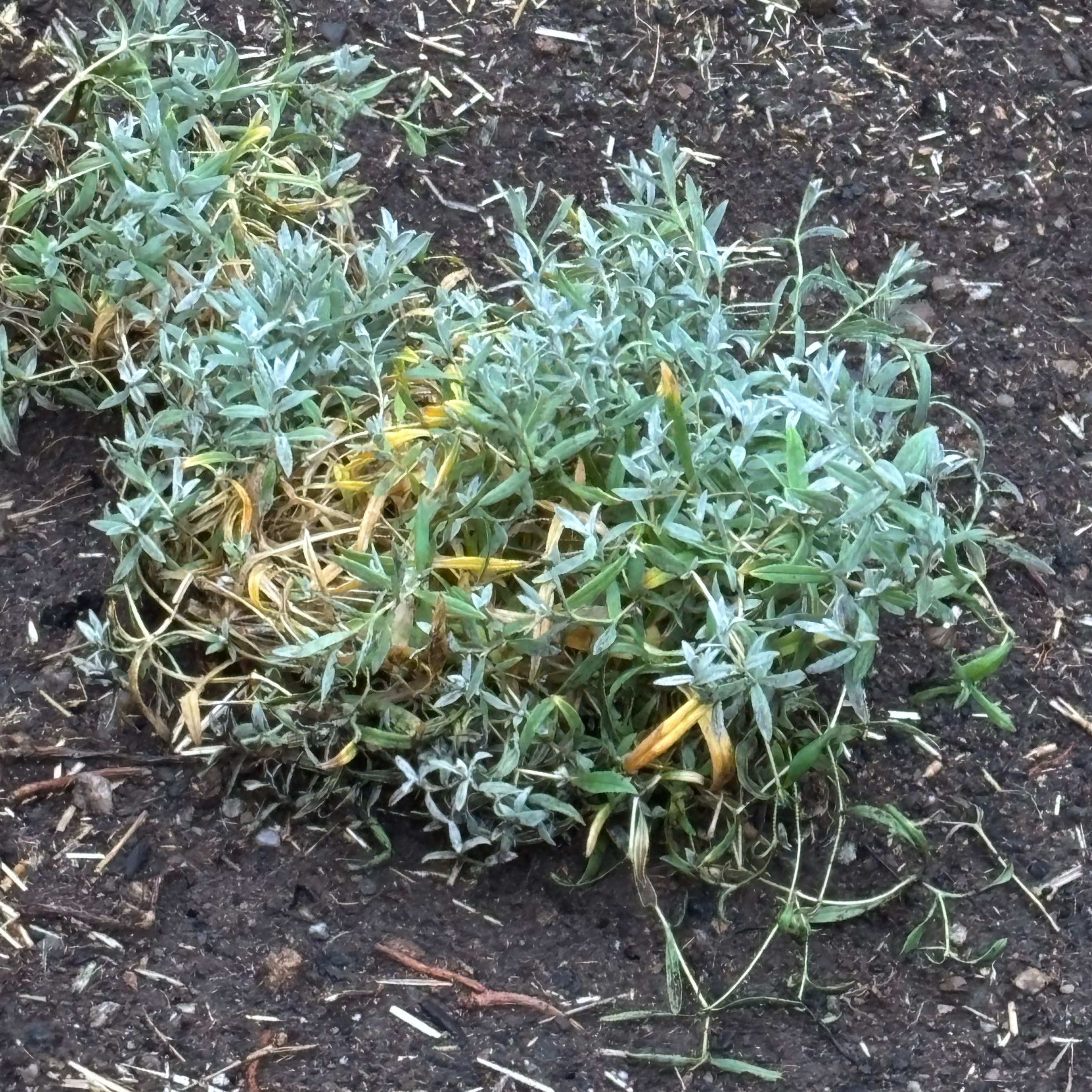 Photo of the plant species Snow-in-Summer by @DivineNapaea52 named Sherlock on Greg, the plant care app