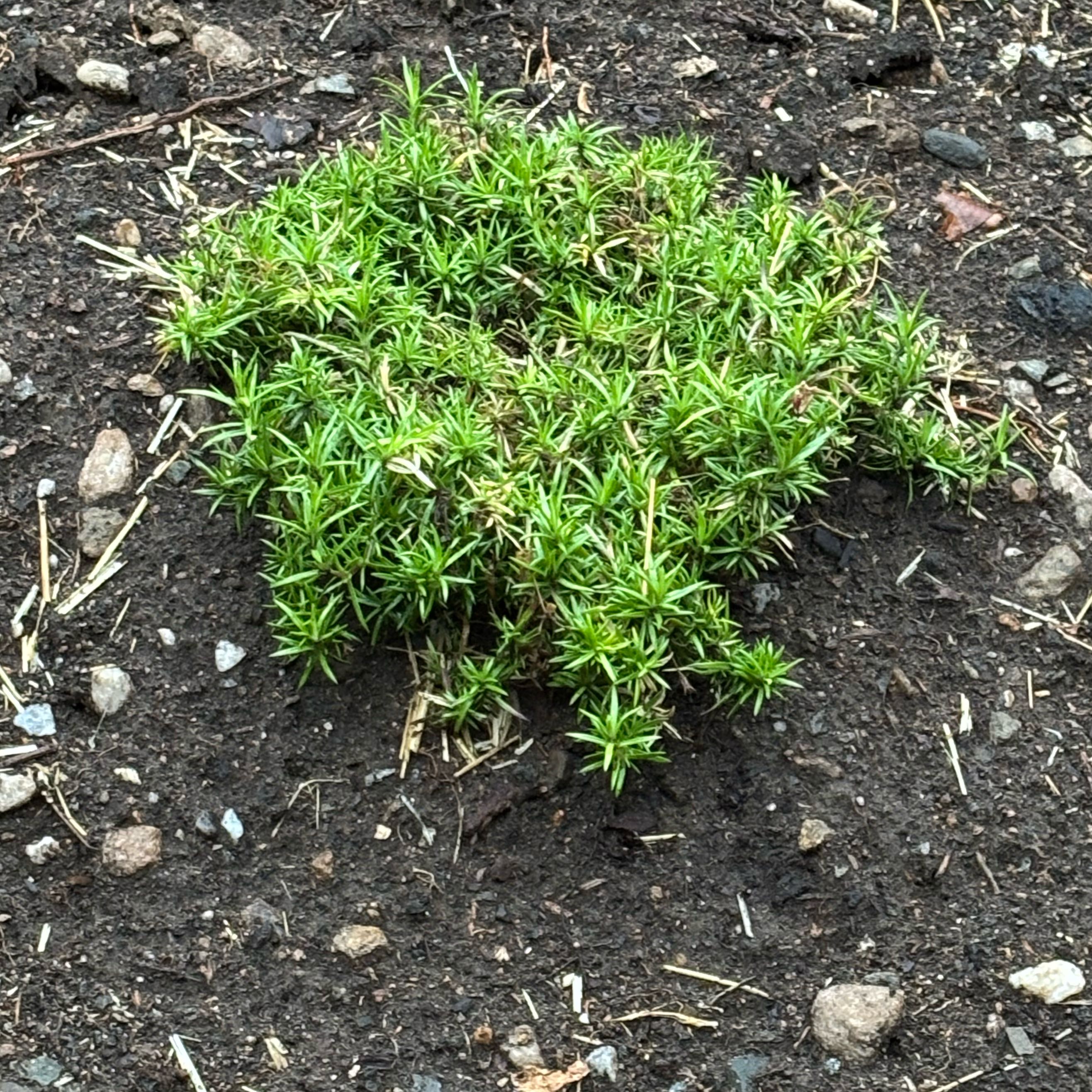 Photo of the plant species Moss Phlox by @DivineNapaea52 named Osmo on Greg, the plant care app