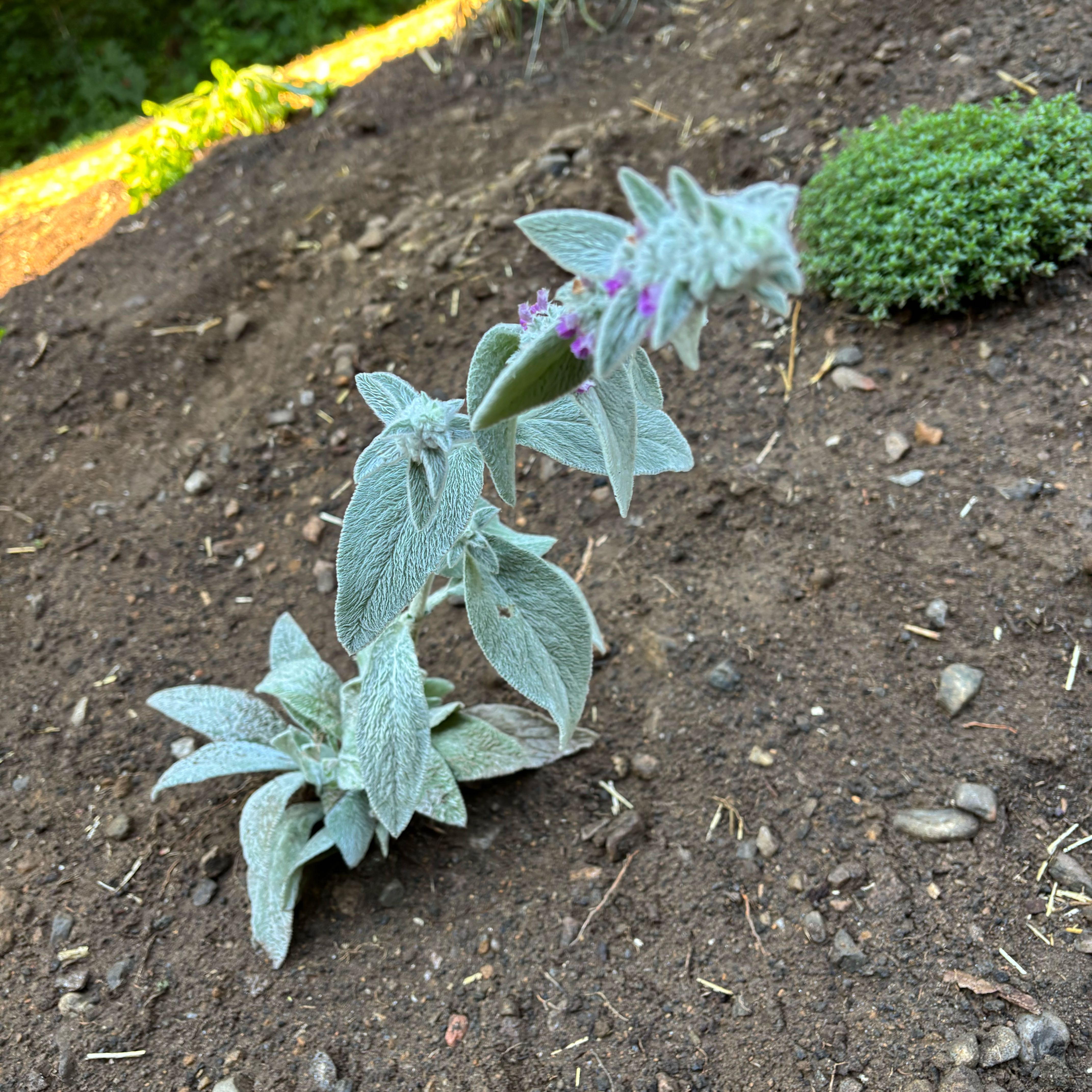 Photo of the plant species Lamb's Ear by @DivineNapaea52 named Elle on Greg, the plant care app