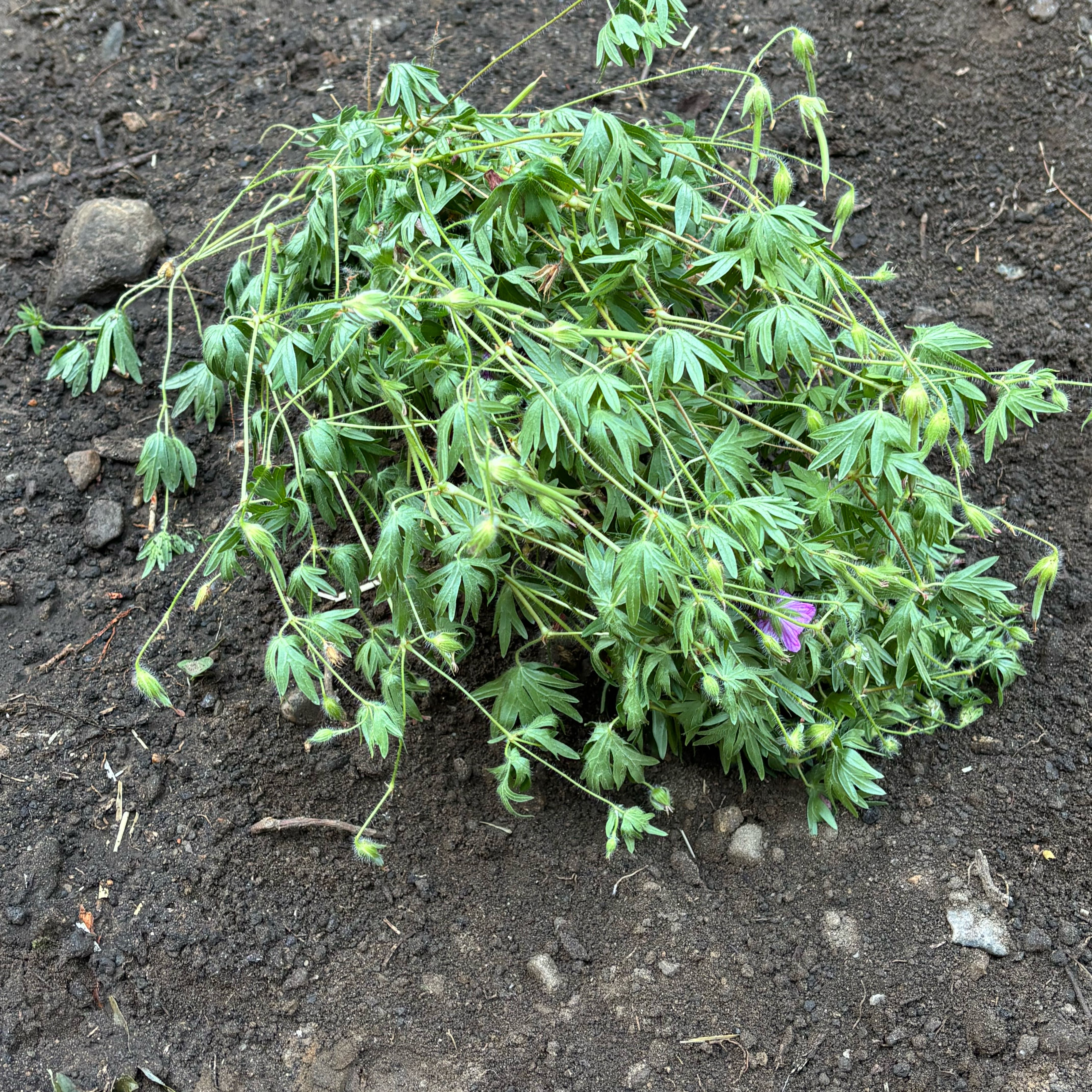 Photo of the plant species Cutleaf Geranium by @DivineNapaea52 named Zion on Greg, the plant care app