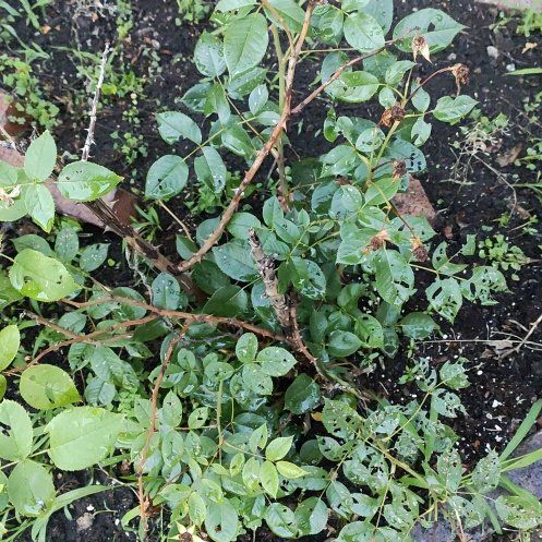 Photo of the plant species Nootka Rose by @FullChamise83 named Dolores on Greg, the plant care app