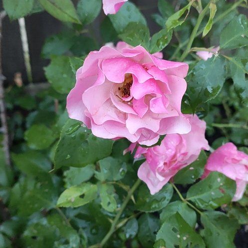 Photo of the plant species French Rose by @FullChamise83 named Osmo on Greg, the plant care app