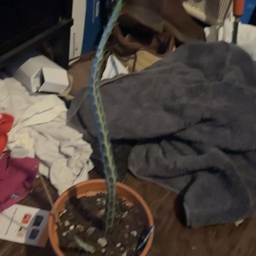 Photo of the plant species Pickle plant by @ZarfLancefern64 named Mando on Greg, the plant care app