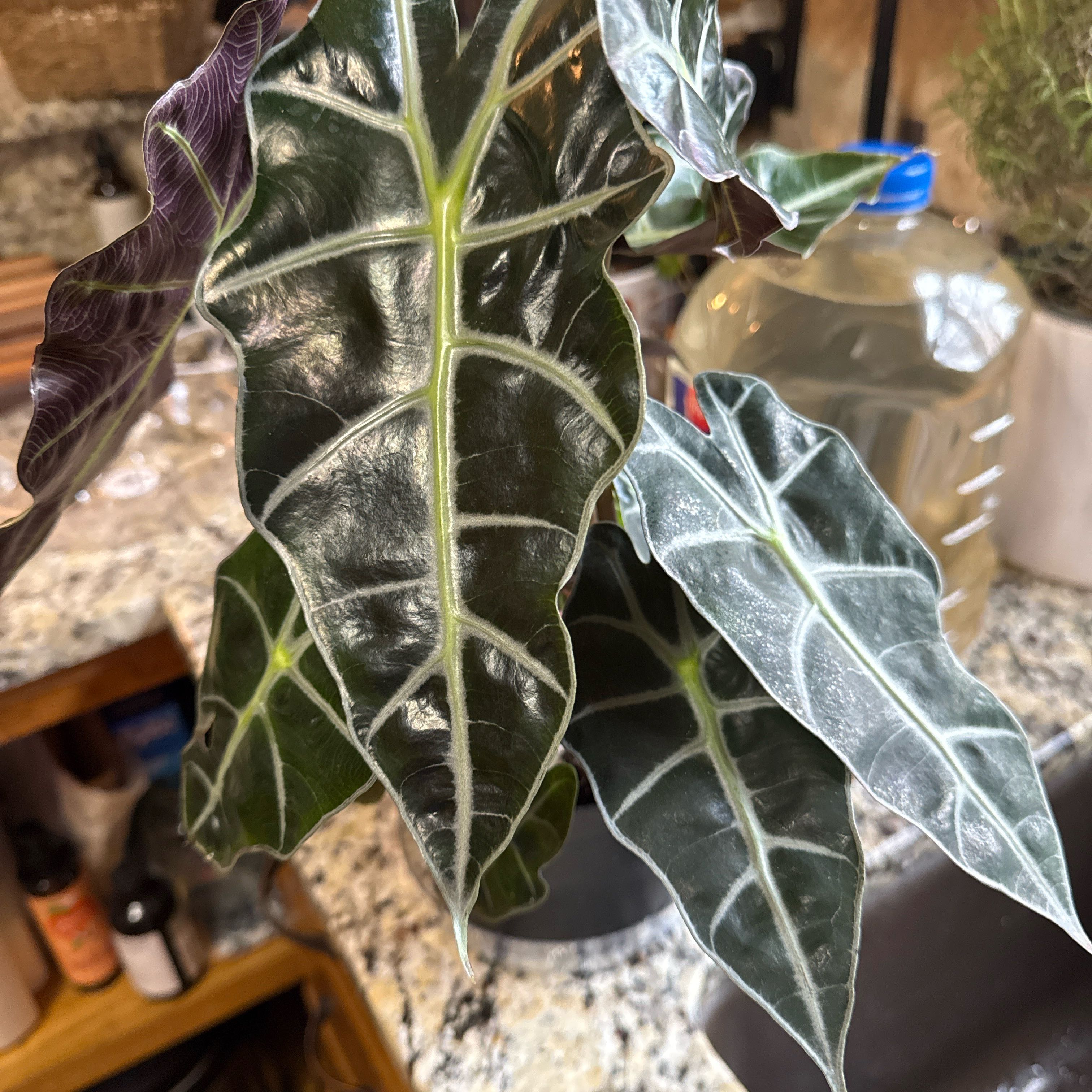Photo of the plant species african mask by @NewAgboy90 named Lebron on Greg, the plant care app