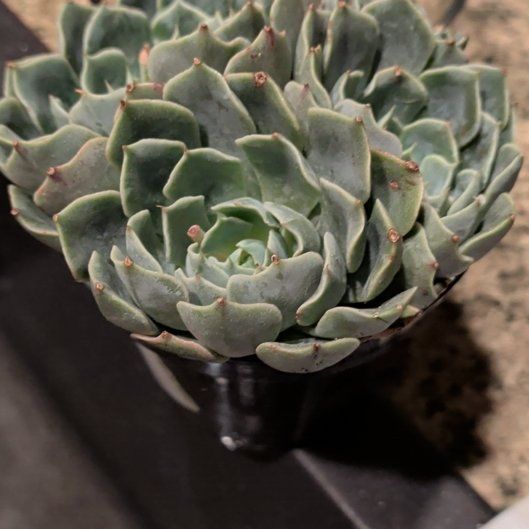 Photo of the plant species Echeveria by @SisterTievine30 named Morgan Treeman on Greg, the plant care app