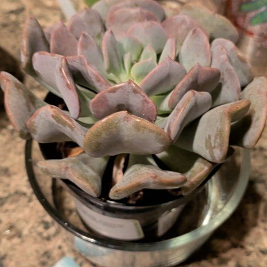 Photo of the plant species Echeveria by @SisterTievine30 named Foxxy on Greg, the plant care app