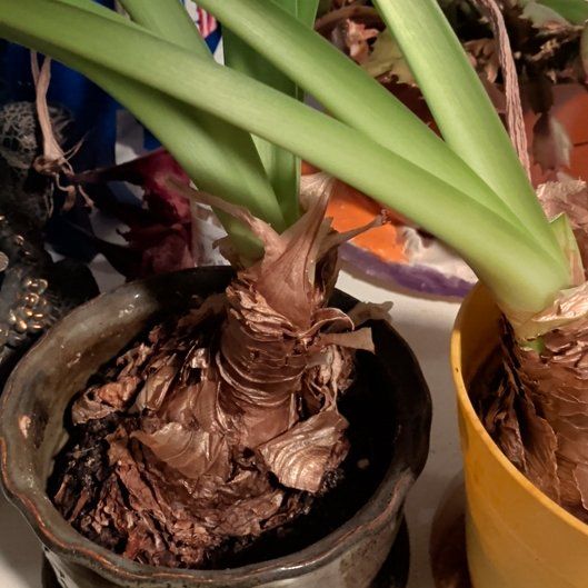 Photo of the plant species Amaryllis by @SisterTievine30 named Harper on Greg, the plant care app