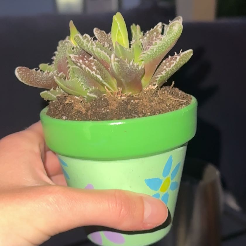 Photo of the plant species Varigated Tiger's Jaw by @SpicyMelittis93 named Forrest on Greg, the plant care app