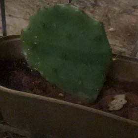 Photo of the plant species Erect Prickly Pear by @AlertClusia0 named Huckleberry Fern on Greg, the plant care app